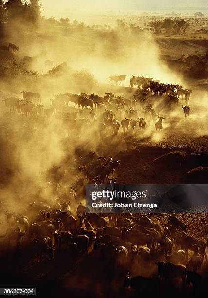 kenya,masai mara,herd of wildebeest stampeding towards river,dust clou - wildebeest stampede stock pictures, royalty-free photos & images