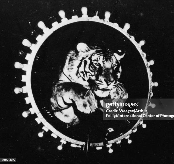 3063185 48 Fire Ring Circus Stock Photos, High-Res Pictures, and Images - Getty ...