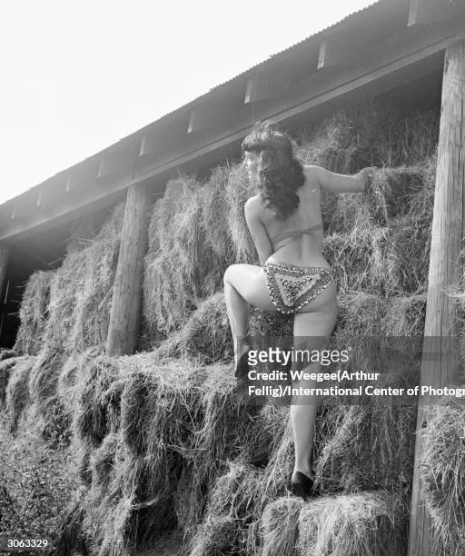 American pin-up Bettie Page, Playboy playmate of the month for January 1955 climbs up a haystack in her underwear, 1950s.