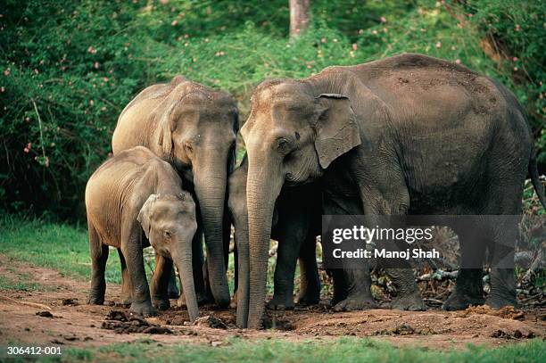 family of indian elephants (elephas maximus) at salt-lick, india - asiatischer elefant stock-fotos und bilder