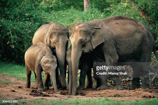 family of indian elephants (elephas maximus) at salt-lick, india - asian elephant stock pictures, royalty-free photos & images