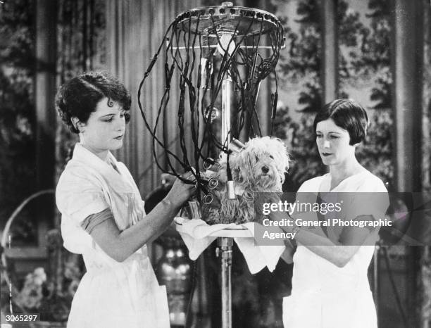 Dog having his hair curled in a canine beauty parlour, Los Angeles.