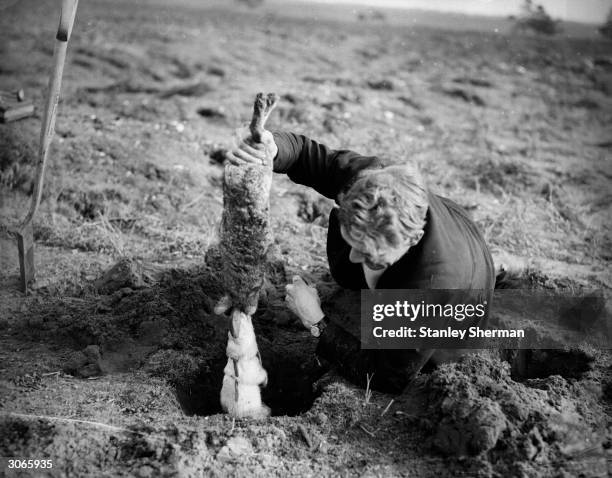 Rabbit is dug out of a burrow with a ferret still hanging on to it.