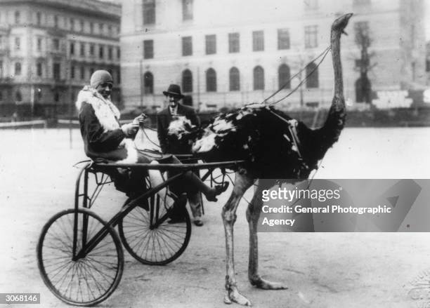 American singer and dancer Josephine Baker has harnessed an ostrich to pull a racing sulky.