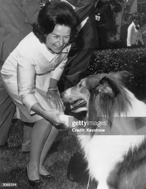 Claudia Alta Johnson, known as Lady Bird Johnson, the wife of US president Lyndon B Johnson meets Lassie at the White House, Washington DC. The...