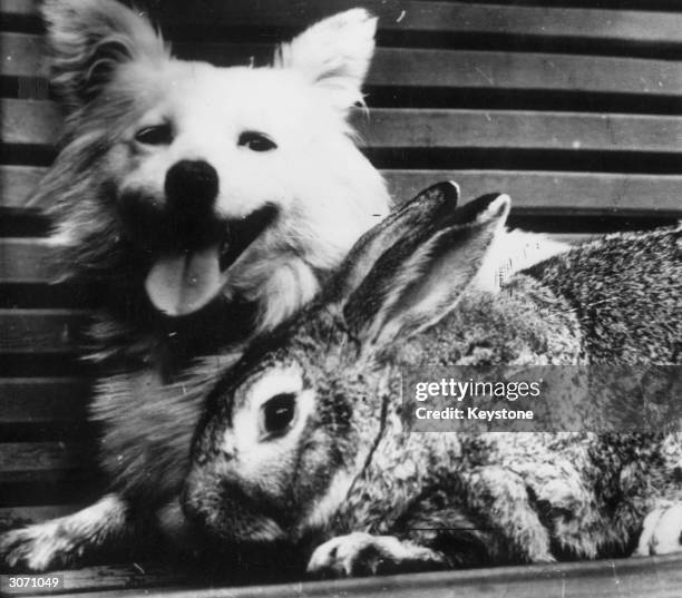 Rabbit and 'Daring', one of the two dogs which completed a rocket flight as part of a Soviet experiment.