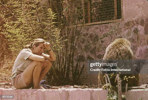 British ethologist Jane Goodall sits outdoors and studies an African baboon, 1974.