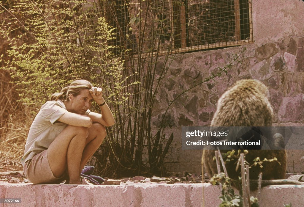 Jane Goodall Studying African Baboon
