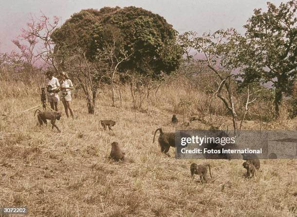 British ethologist Jane Goodall and an unidentified man stand outdoors observing a field of African baboons, 1974.