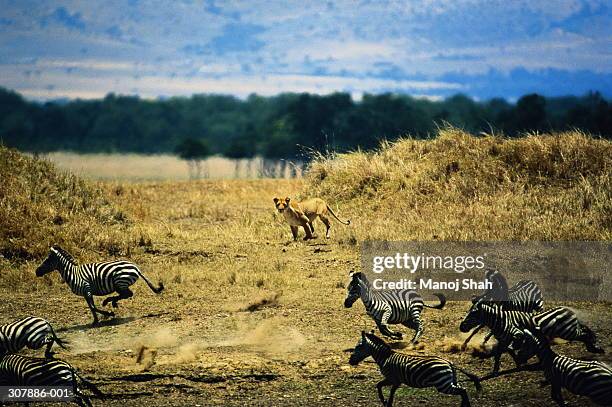 kenya,maasai mara,view of lioness preying on zebra herd - zebra herd running stock pictures, royalty-free photos & images