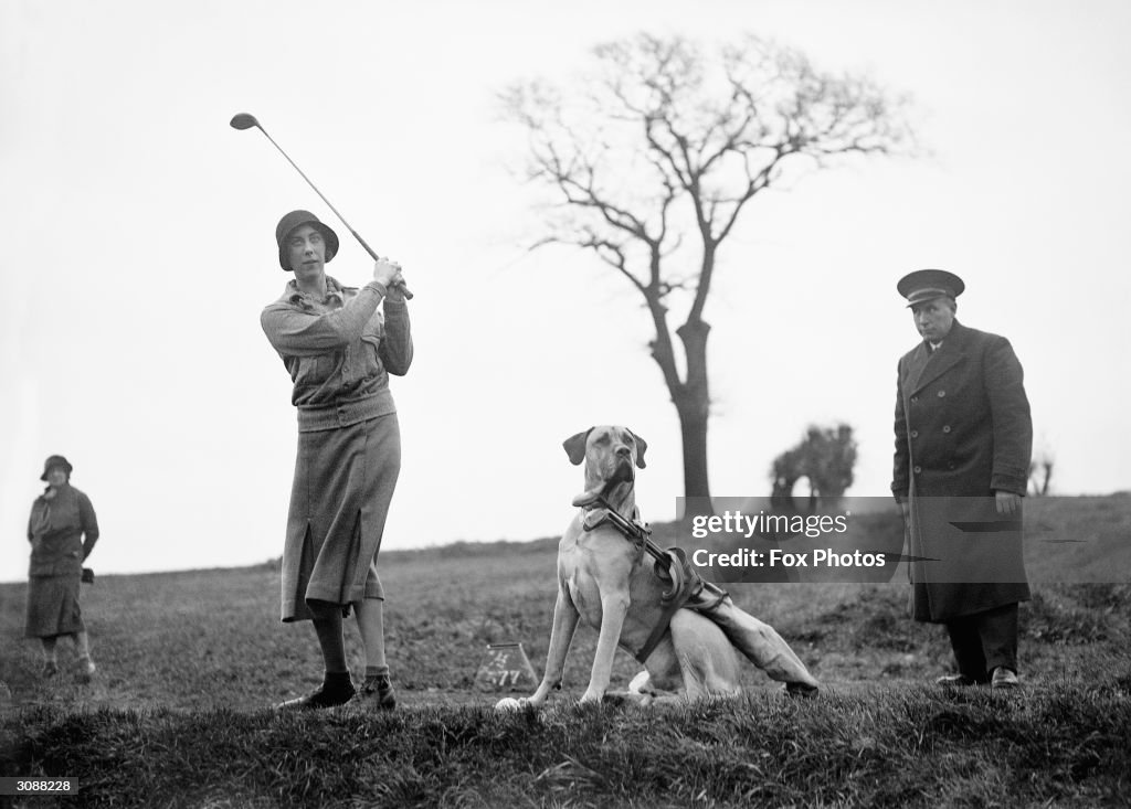 Canine Caddie