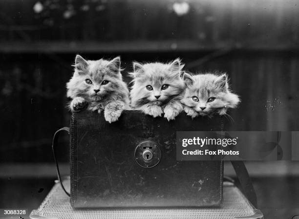 Three Blue Persian kittens at the home of Mrs L Speers, 98 Lichfield Grove, Finchley, north London.