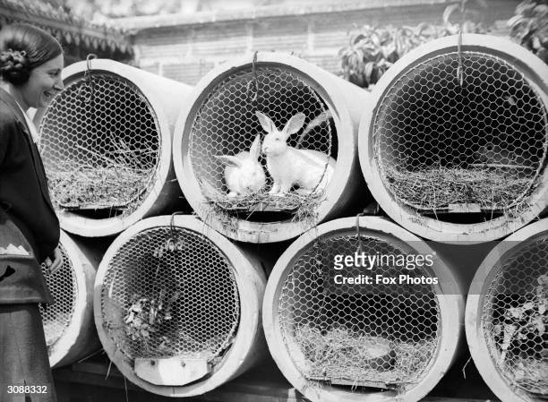 Rabbits in hutches made from large sections of pipe and wire netting.