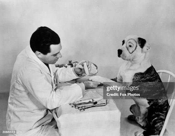 Pete, the pup of Hal Roach's 'Our Gang' has his teeth cleaned, throat sprayed, eyebrows plucked, toenails polished and his ears cleaned.