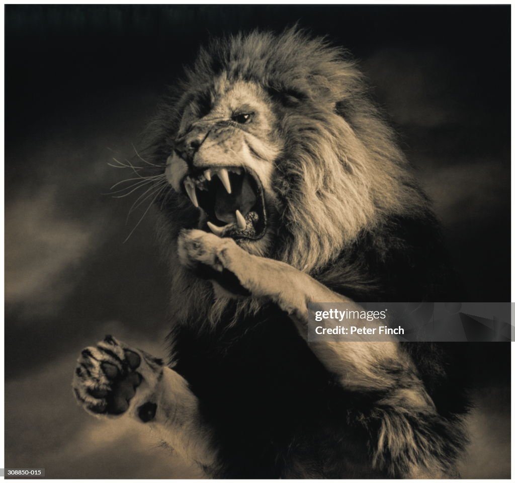 Lion (Panthera leo) on hind legs, roaring, indoors (toned B&W)