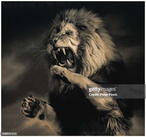 lion (panthera leo) on hind legs, roaring, indoors (toned b&w) - lion roar stock-fotos und bilder