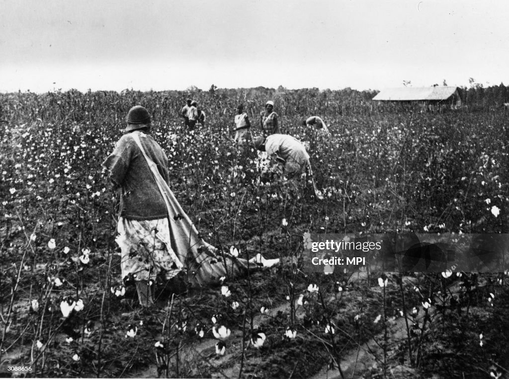 Picking Cotton