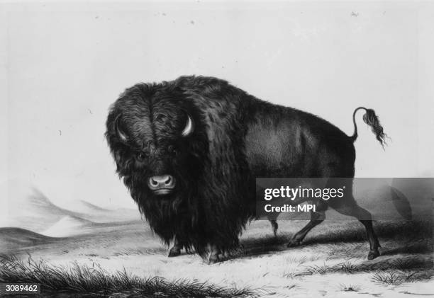 One of the bison which flourished on the Great Plains of American up until the 19th century. Original Publication: From a painting by George Catlin ,...