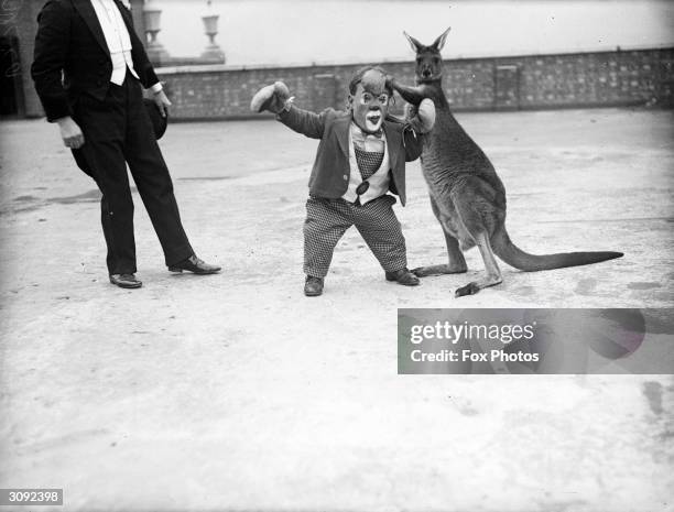 Six Foot, a midget circus performer tries a practice round with a boxing kangaroo before a show at Kingston-on-Thames.