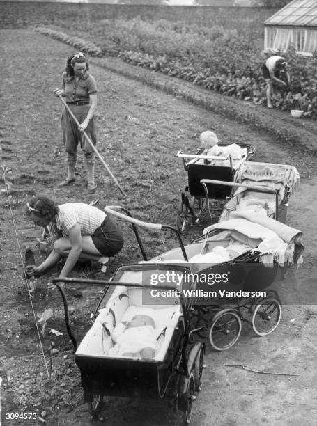 Babies sleep or sit in their prams while their mothers plant cabbages at Peckham Health Centre's Home Farm on Bromley Common. They have been...