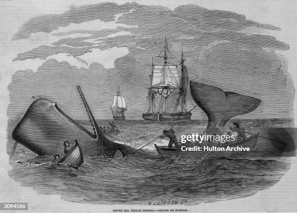 Whale hunters killing a large whale in the South Sea. Original Publication: Illustrated London News Drawn by Duncan