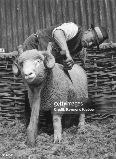 Chief shepherd Fred Caddy trims his pedigree Dorset Horned ram lamb at Maiden Castle Farm for the county sale and show in Dorset. The ram has its...
