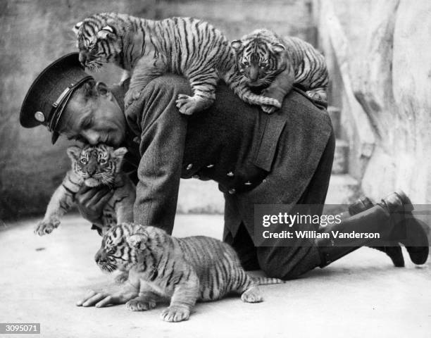 Eight week old tiger cubs belonging to Ranee, a tiger ar Whipsnade zoo, find that their keeper is very useful as a climbing post.