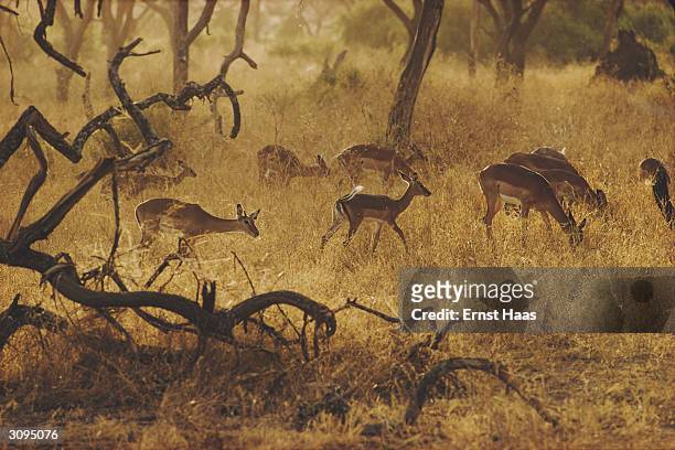 Impala grazing, Kenya. Creation book and Colour Photography book