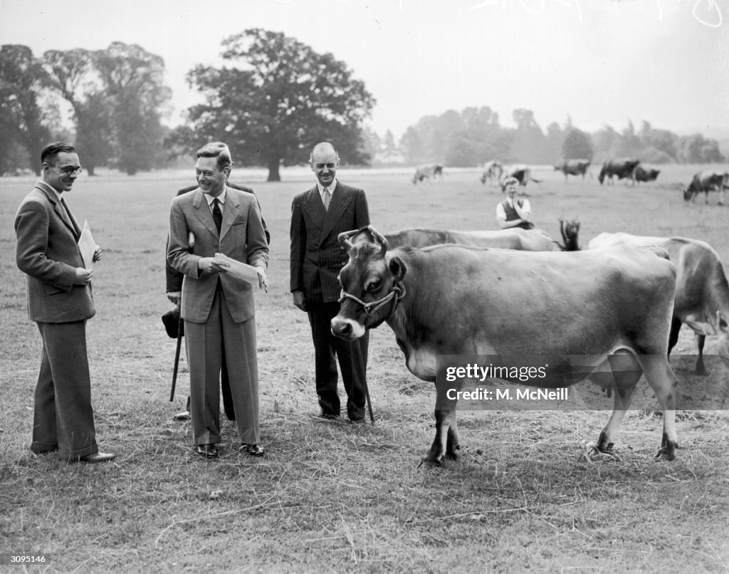 King And Cows