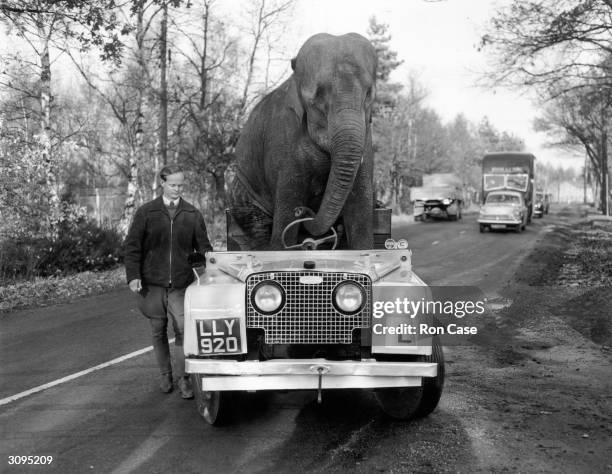 'Kam', an elephant from Bertram Mills circus 'drives' a Land Rover along a road during training for the Christmas Show.