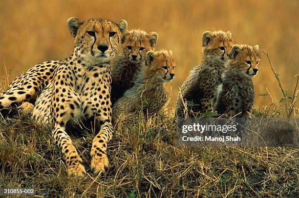female cheetah with four cubs resting on grassy mound - grande gato - fotografias e filmes do acervo