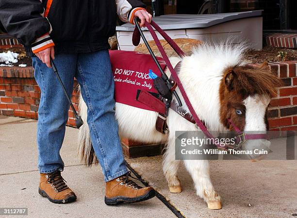 Shari Bernstiel, of Lansdale, Pennsylvania is helped along the sidewalk by Tonto, her guide horse March 19, 2004 in Lansdale, Pennsylvania. Tonto, a...