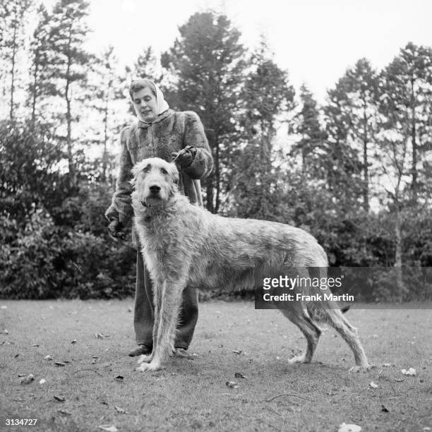 Pet lover exercises her Irish Wolfhound, the tallest dog known, regularly in the park.