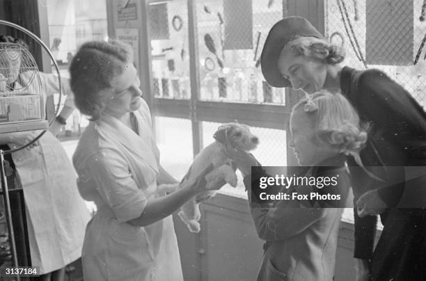 Little puppy at the Complete Dog Service shop where pet owners go to seek advice, inoculations against distemper, petcare equipment, pet food and pet...