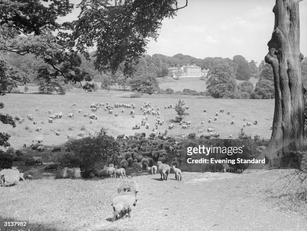Sheep grazing on Hampstead Heath, London with Kenwood House in the background.