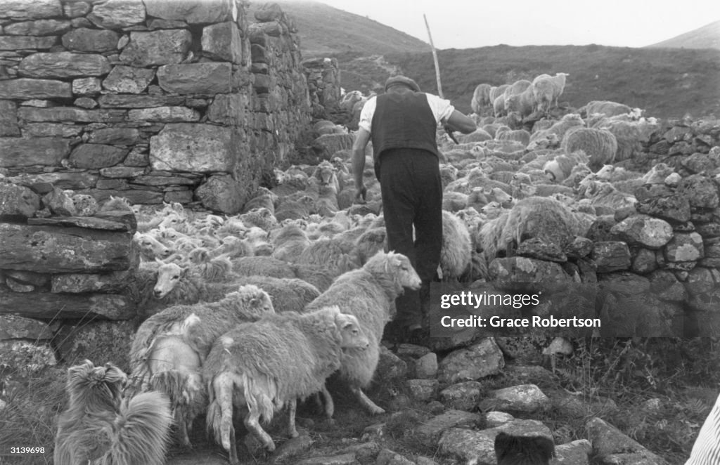 Snowdonia Shepherd