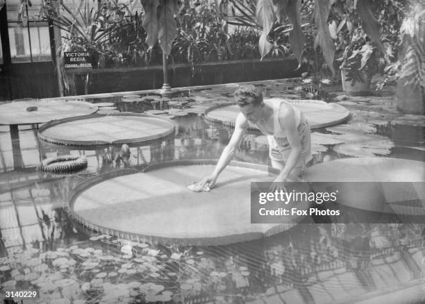An attendant in the tropical house at Kew Gardens washing the leaves of a giant water lily.