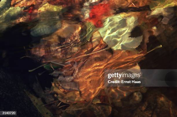 Brown autumn leaves visible through the clear water of a stream in Maine. Colour Photography book.