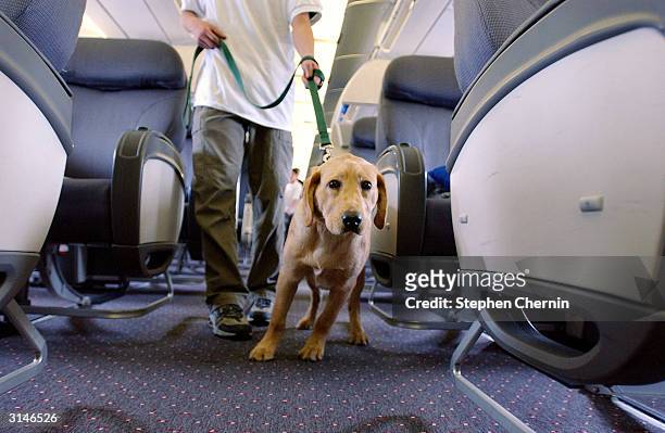 Student guide dog Max, a Golden Retreiver puppy, pulls his handler down the aisle of a plane during their training program March 27, 2004 at New...