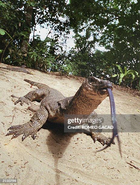 This photo taken 05 February 2004 shows a large monitor lizard flicking its sensor tounge as it freely roams around the Puerto Princesa Subterranean...