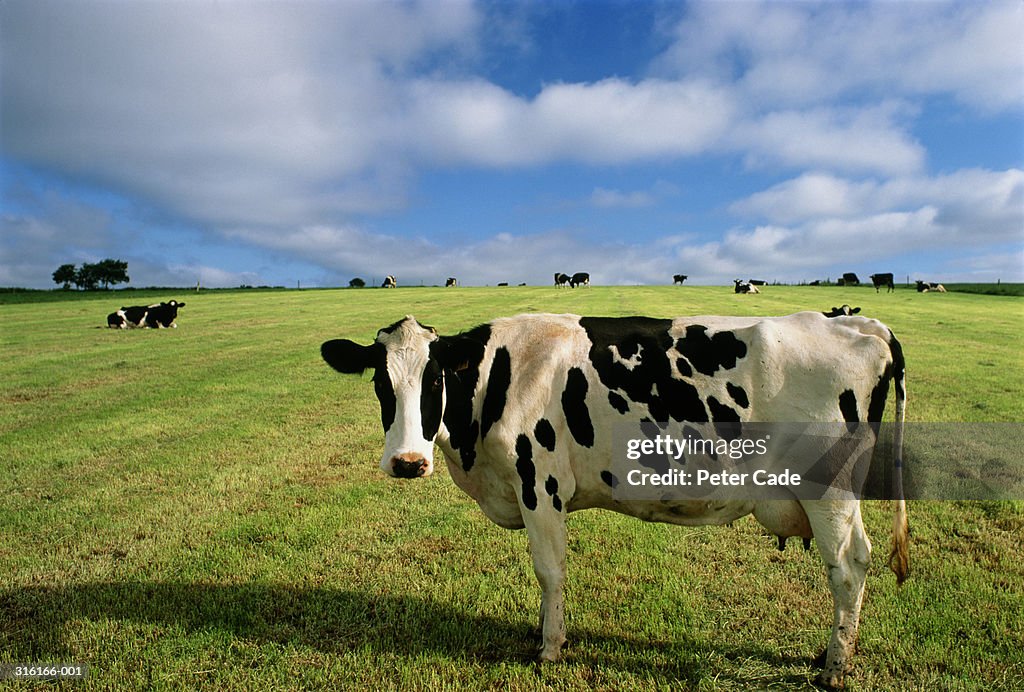 Holstein-Friesian cow standing in field