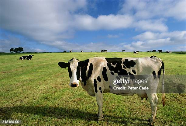 holstein-friesian cow standing in field - cow side view stock pictures, royalty-free photos & images