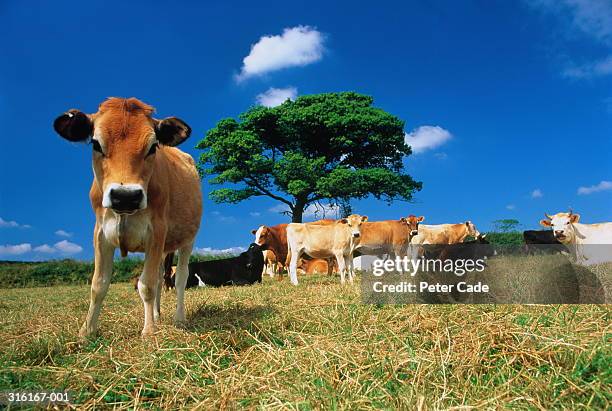 cattle in field(jerseys and crossbreeds) - jersey cattle stock pictures, royalty-free photos & images