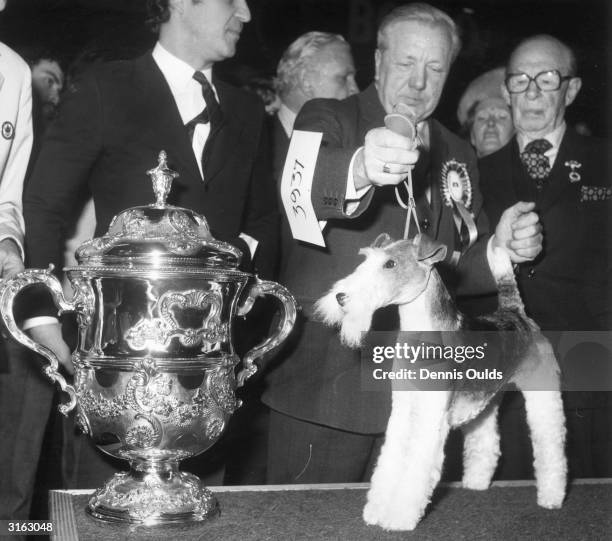 Brookewire Brandy, an English bred three year old wire fox terrier bitch, with the trophy she was awarded for being The Supreme Champion at Cruft's.