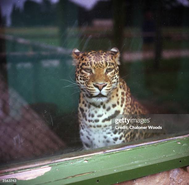 Animals With Spots Photos and Premium High Res Pictures - Getty Images Animals With Spots Photos and Premium High Res Pictures - Getty Images