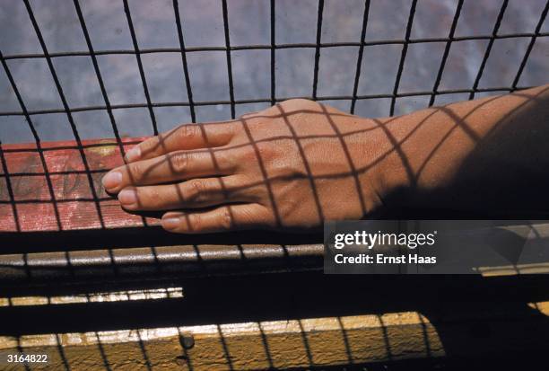 Sun tanned hand rests on a window -sill, criss-crossed by the shadows of wire netting.