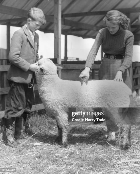 Joyce Braithwaite trimming a Shropshire shearing ram held by her brother, Kenneth, at their farm in Sand Hutton, near York, in preparation for the...