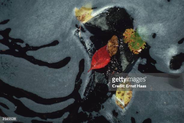 Red, green and yellow leaves floating on a foamy water surface in Maine.