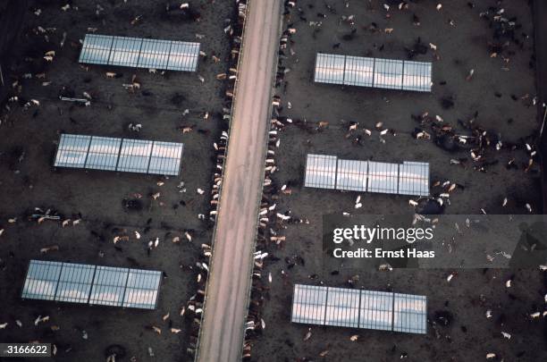 Cattle crowding by feeding troughs, water troughs and sheds in Sun City, Phoenix, Arizona.