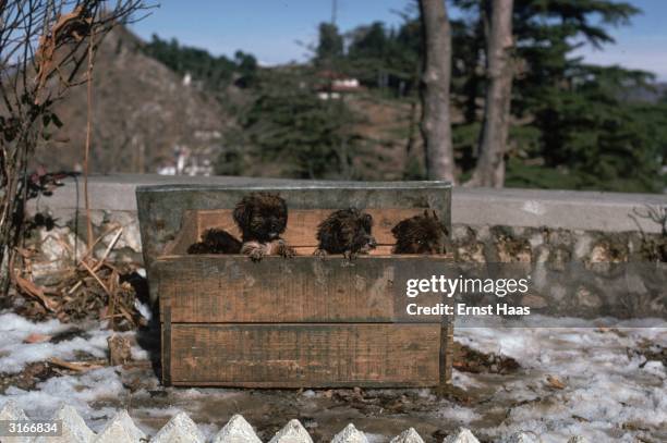 Crate containing three puppies of the lhasa apso breed, native to Tibet.